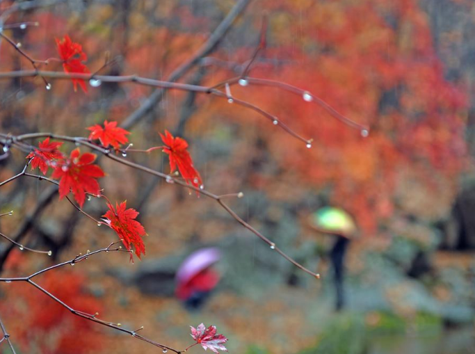 宁丹东天桥沟森林公园的红叶